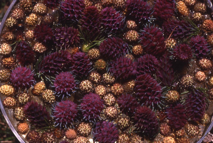 Fleur de Bach - Mélèze - Annecy kinésiologie spécialisée