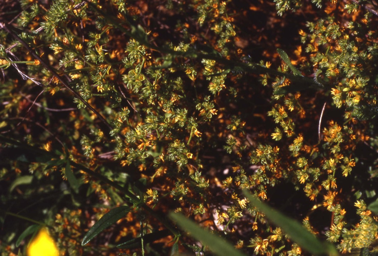 Fleurs de Bach - Gnavelle annuelle - Annecy kinésiologie spécialisée