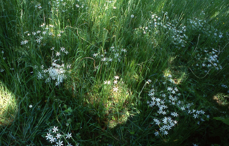 Fleurs de Bach - Ornithogale en ombrelle- Annecy kinésiologie spécialisée