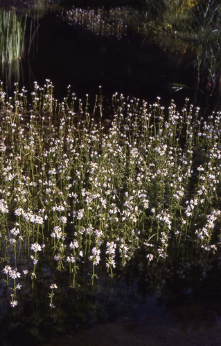 Fleurs de Bach - Violette