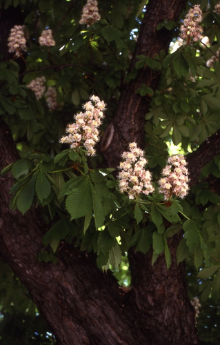 Fleurs de Bach - marronnier blanc - Annecy kinésiologie spécialisée