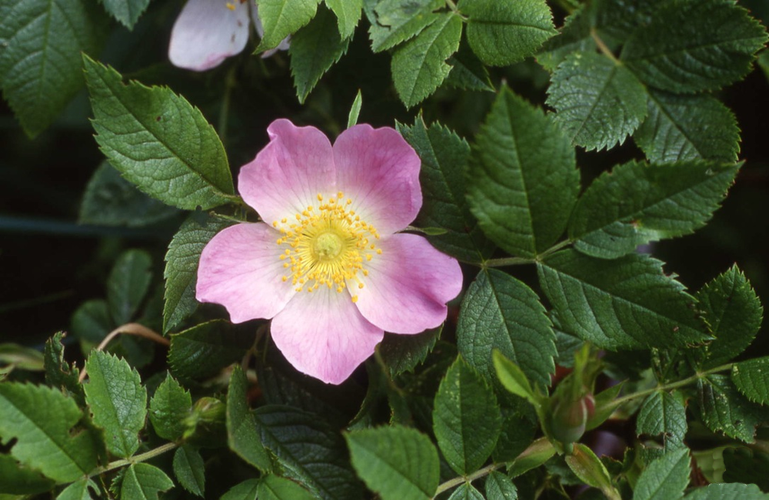 Fleurs de Bach - eglantier - Annecy kinésiologie spécialisée