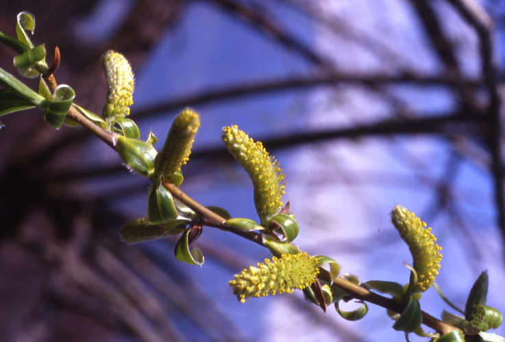 Fleurs de Bach - saule - Annecy kinésiologie spécialisée