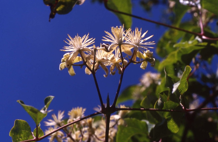 Fleur de Bach - Clématite des haies - Annecy kinésiologie spécialisée